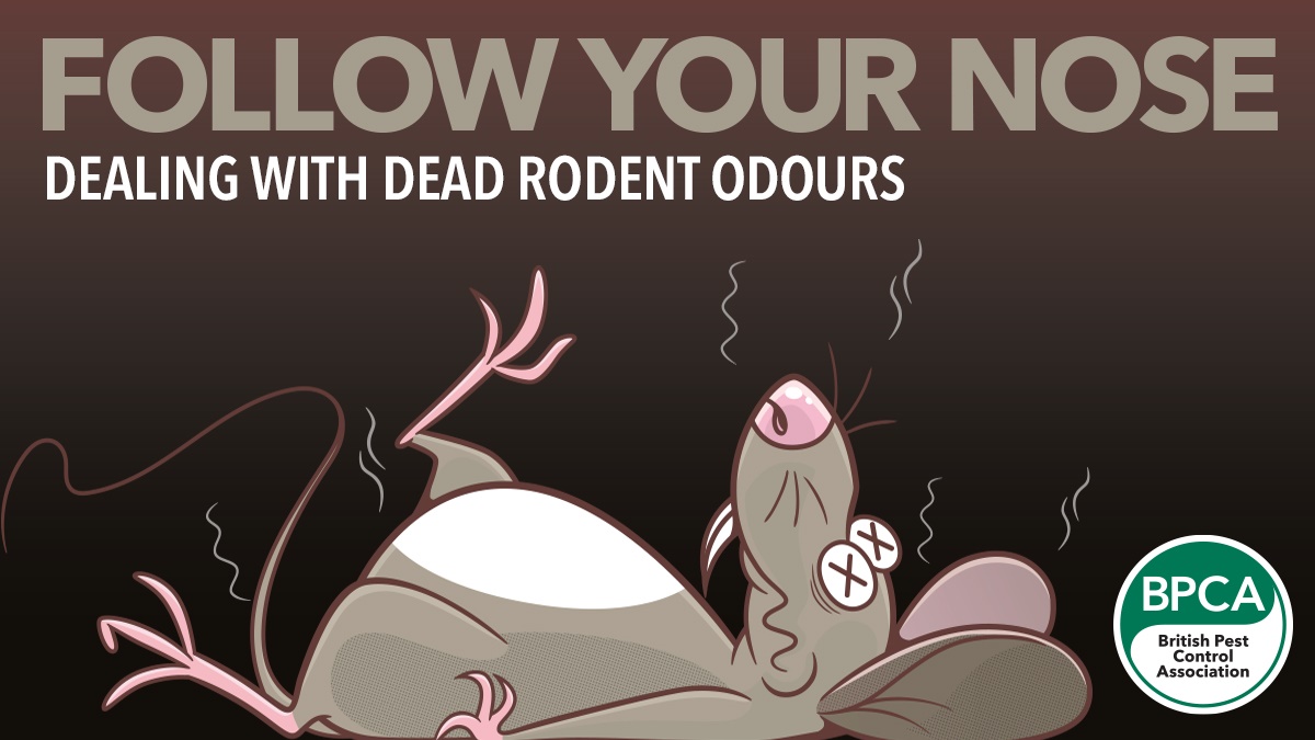 rodent odour hero rodent odour hero